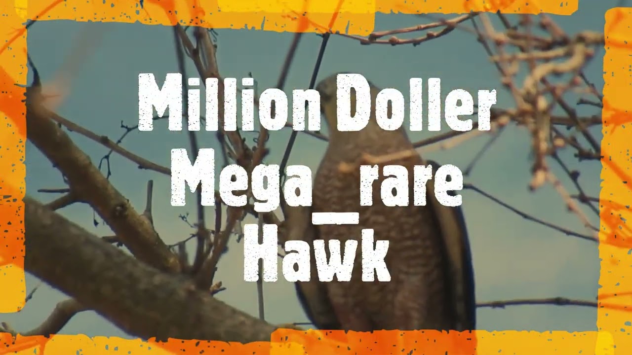 Million Dollar mega  Rare Hawk Bird in Butterflies Garden