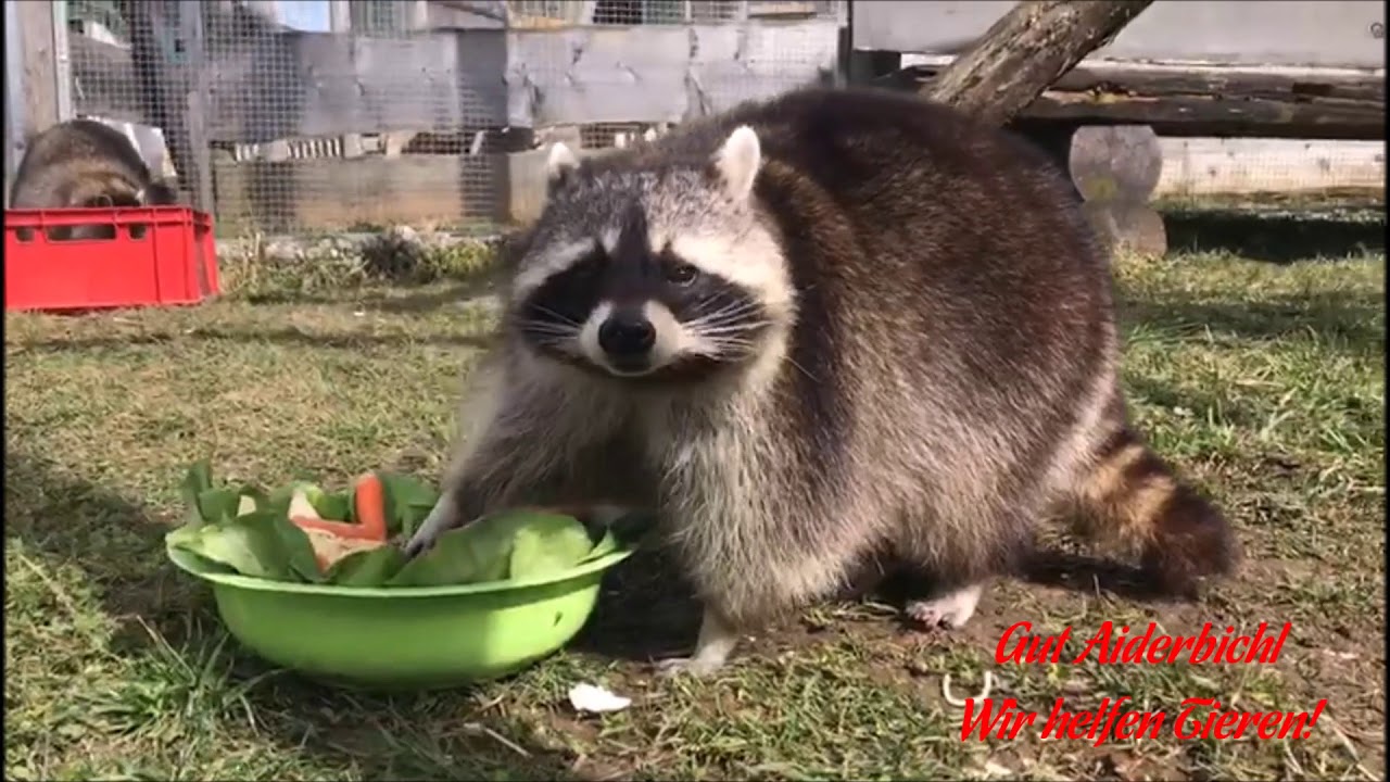 Gesunde Zwischenmahlzeit für unsere Waschbären Paul & Emilia