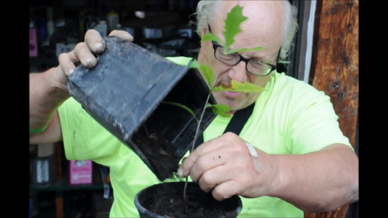Growing Small Oak trees from Seedlings Found in the wild