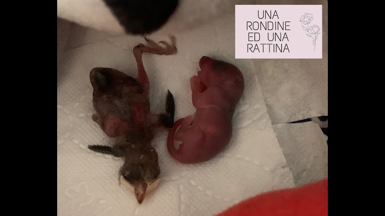 Una rondinella ed una rattina