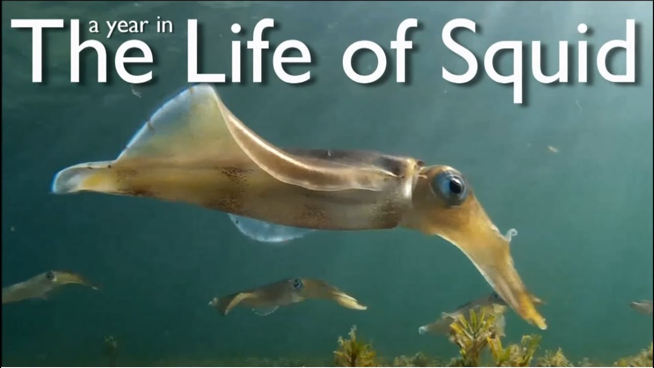 A Year in the Life of Squid