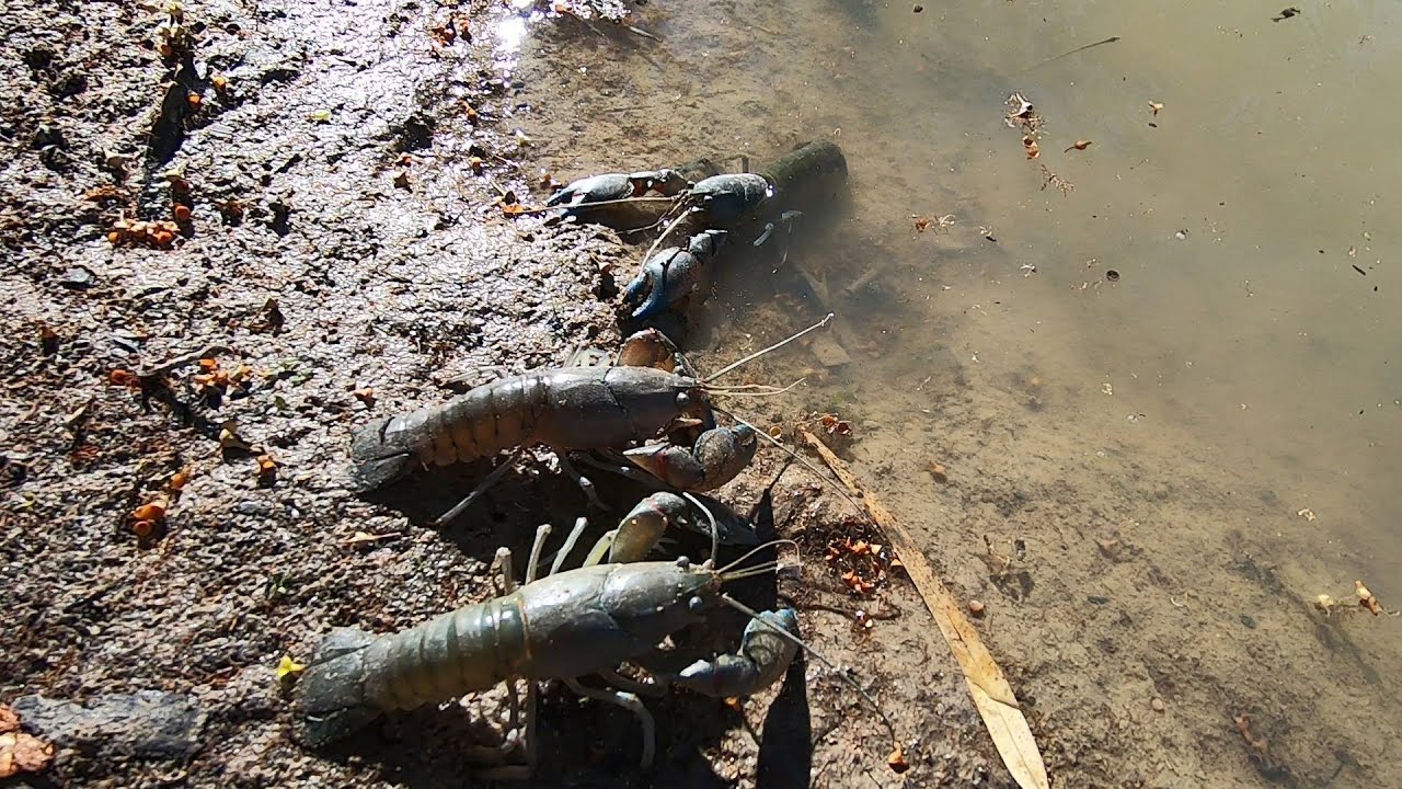 Murray River Camping - Yabbies are on