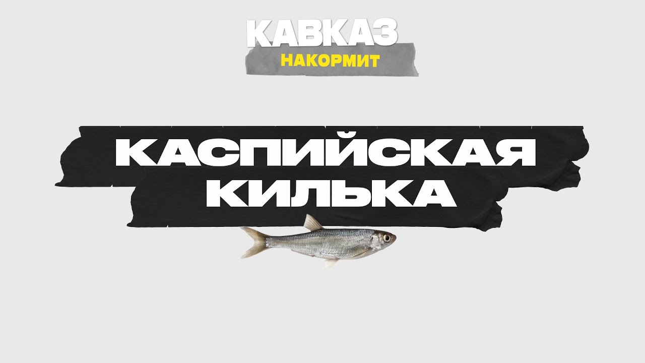 Кавказ накормит. Каспийская килька