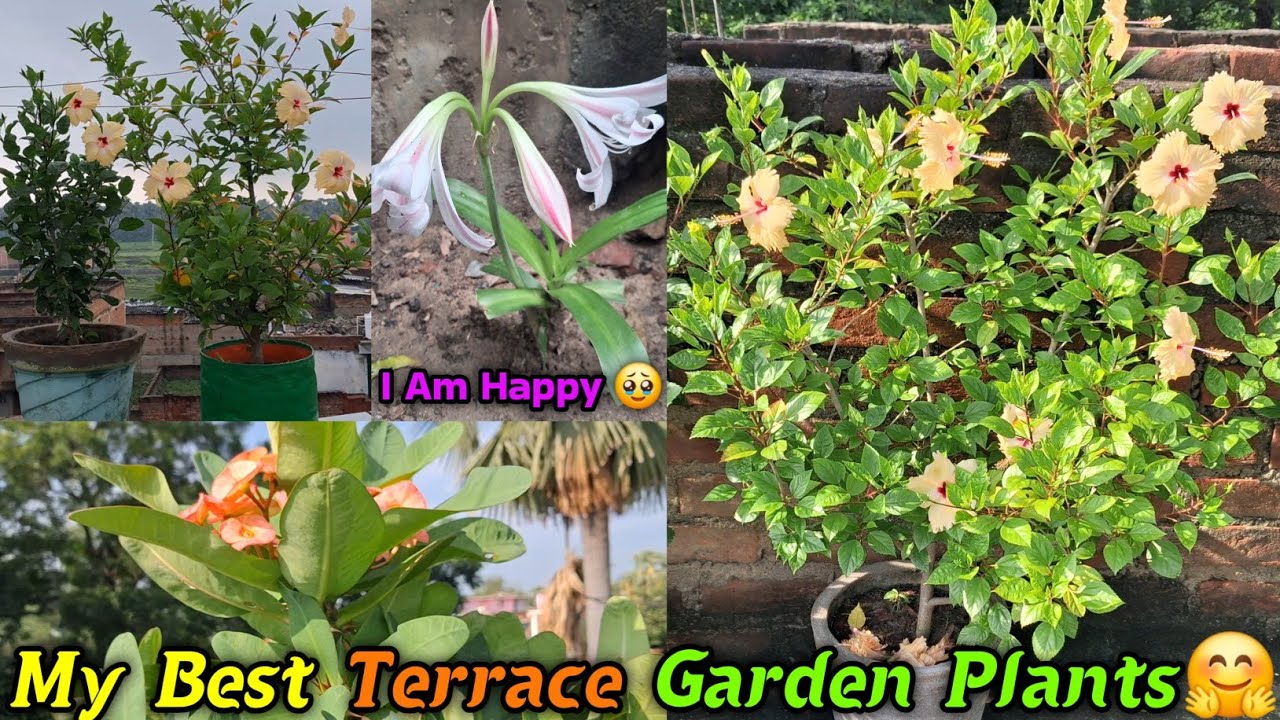 My Best Terrace Garden Plants | permanent monsoon flower plants | rainy season flower plants
