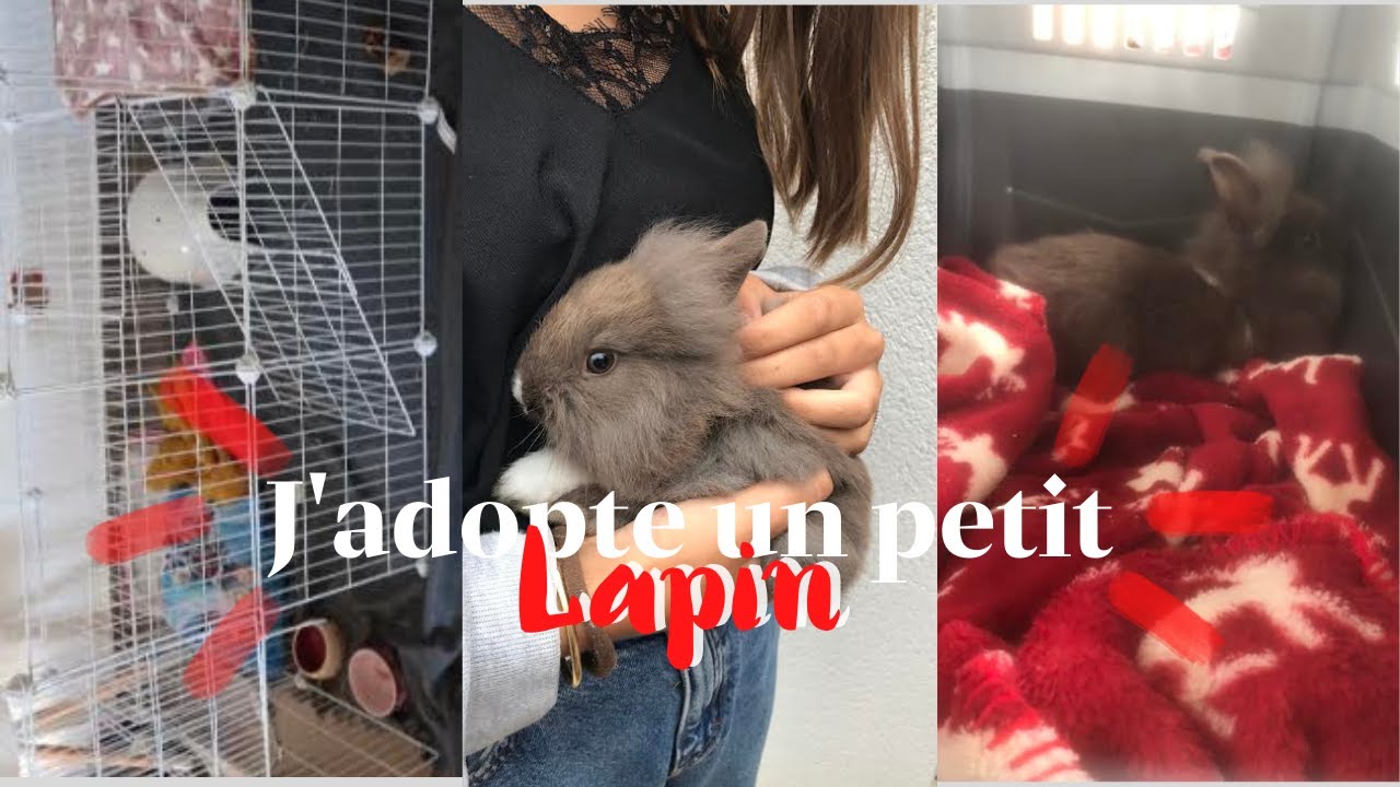 ADOPTION D'UN LAPIN - incroyablement mignon !