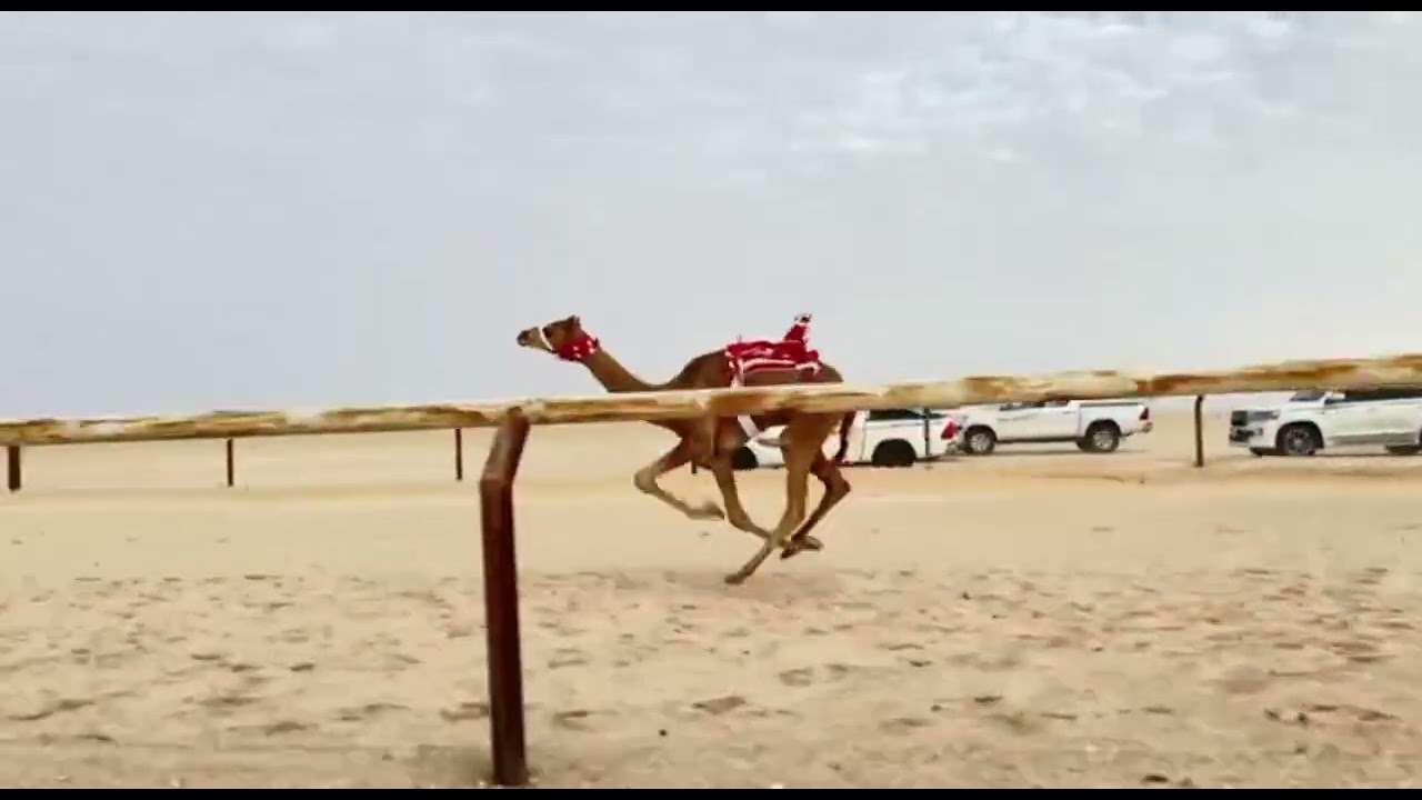 الشوط 3 شواهين / حمد علي المرظف 