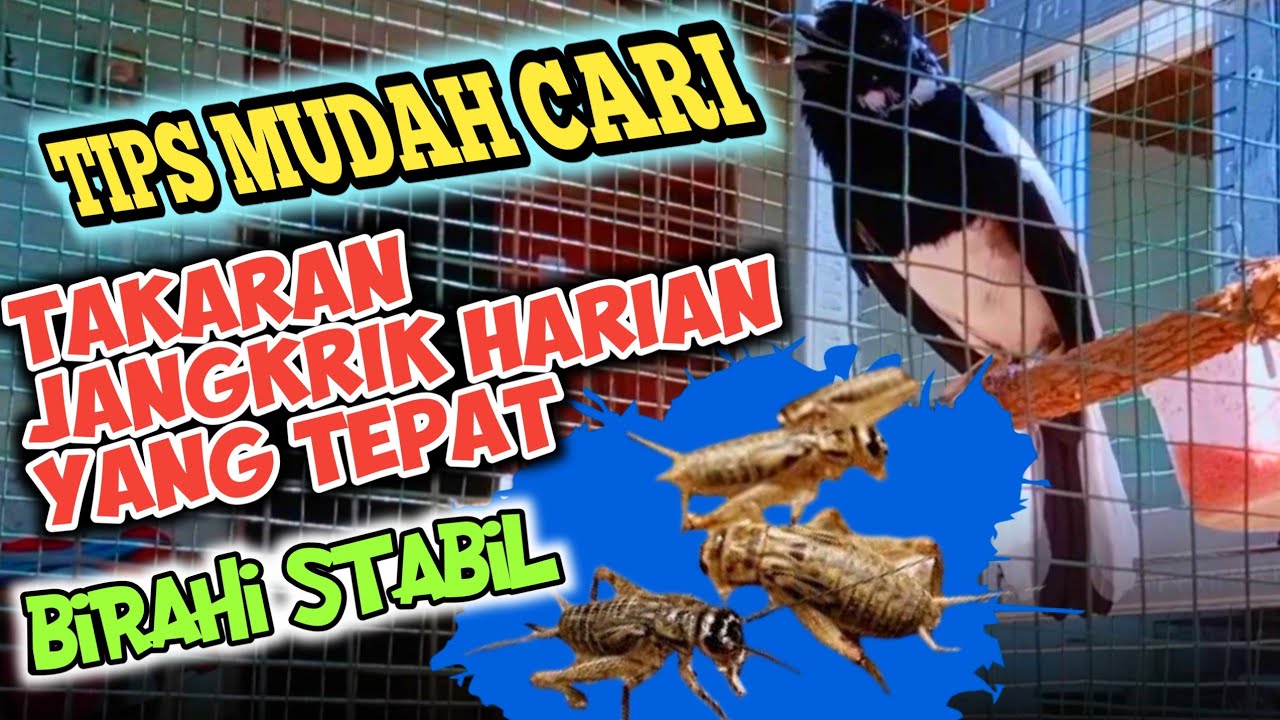 TAKARAN JANGKRIK HARIAN UNTUK KACER