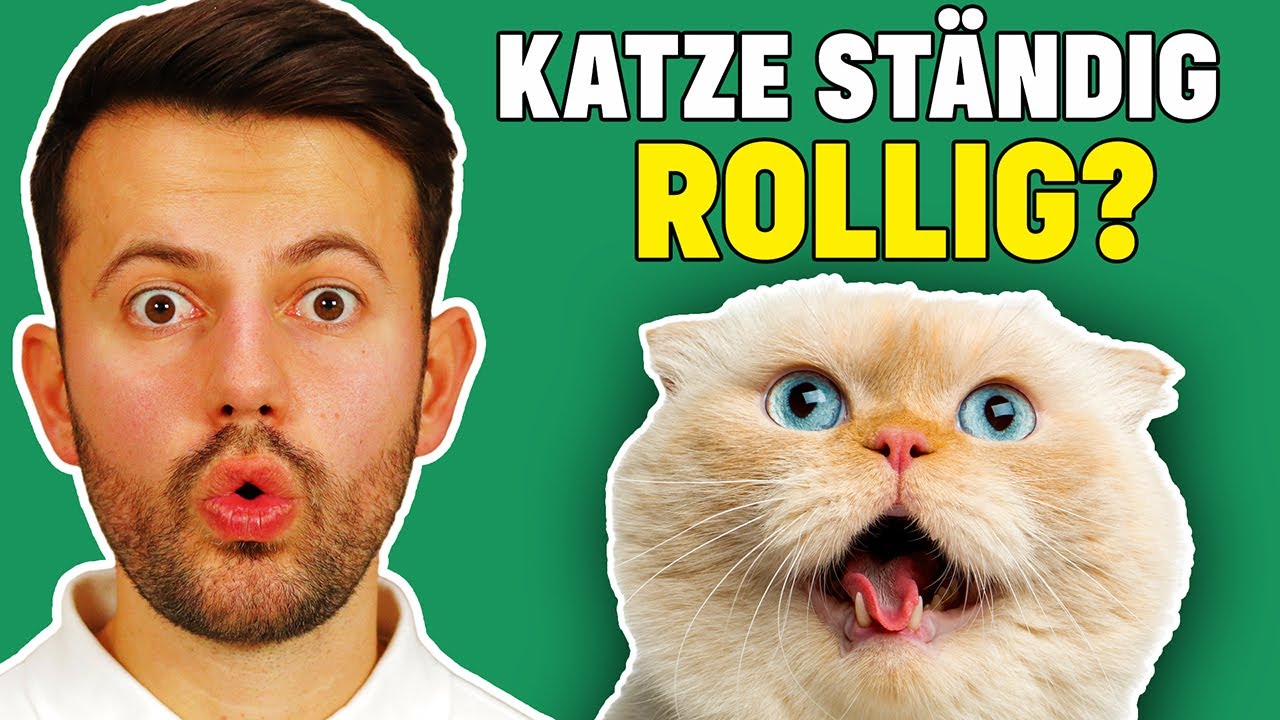 Kann eine Katze Dauerrollig sein?? (Tierarzt klärt auf)