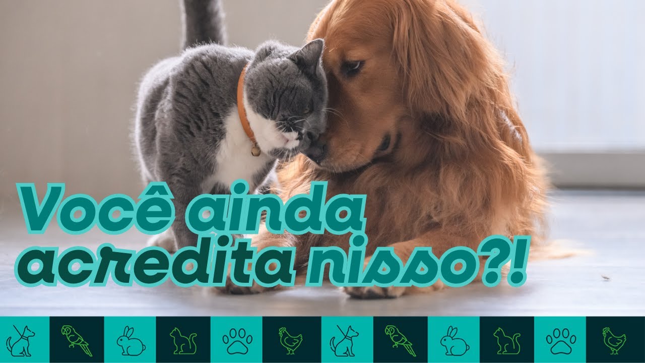 Esses mitos sobre cães e gatos ainda confundem muita gente