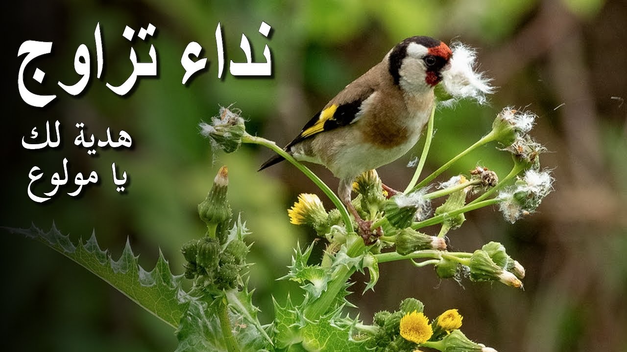 بتبتة أنثى الحسون لتحفيز الذكور على التغريد.. بتبتة الهيجان التي يبحث عنها كل مولوع