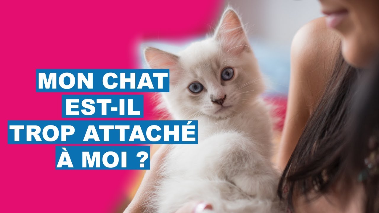 Mon chat est-il trop attach&eacute; &agrave; moi ?