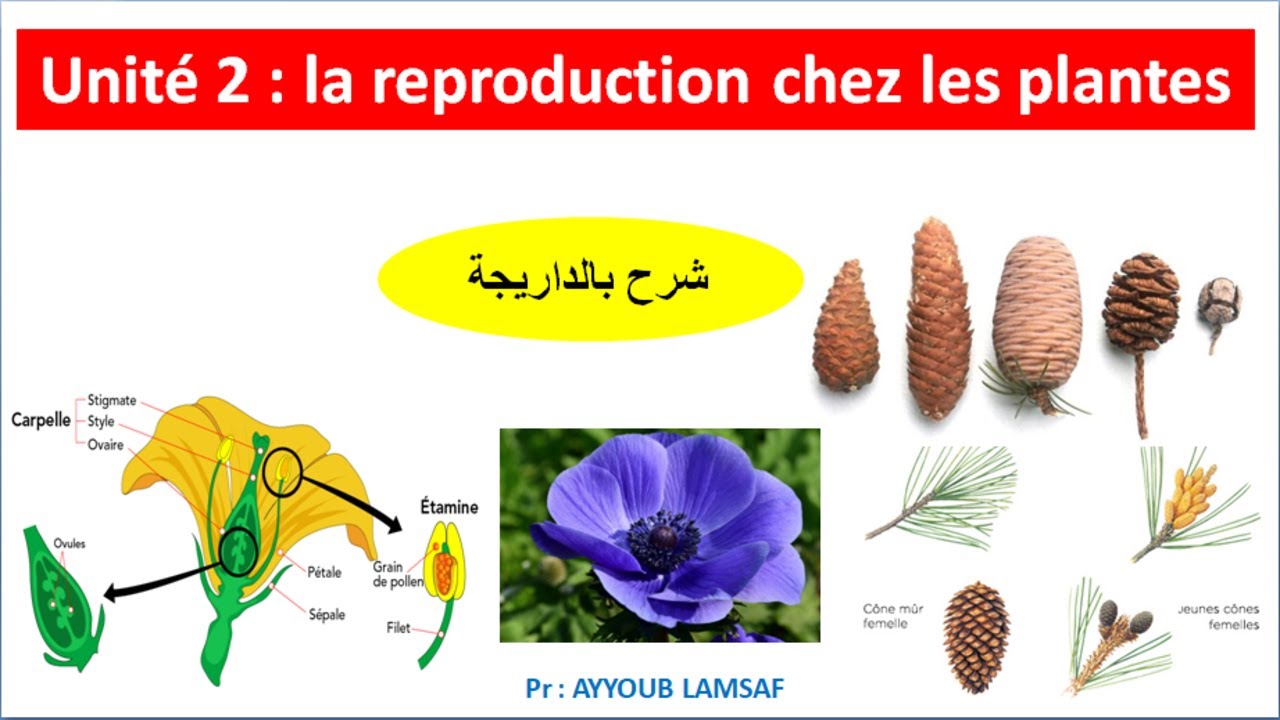 La reproduction chez les plantes svt tcsf (شرح بالداريجة) 1