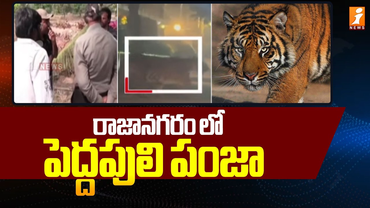 రాజానగరం లో పెద్దపులి పంజా | High Tension in Rajanagaram | Rajahmundry Tiger Latest News  | iNews
