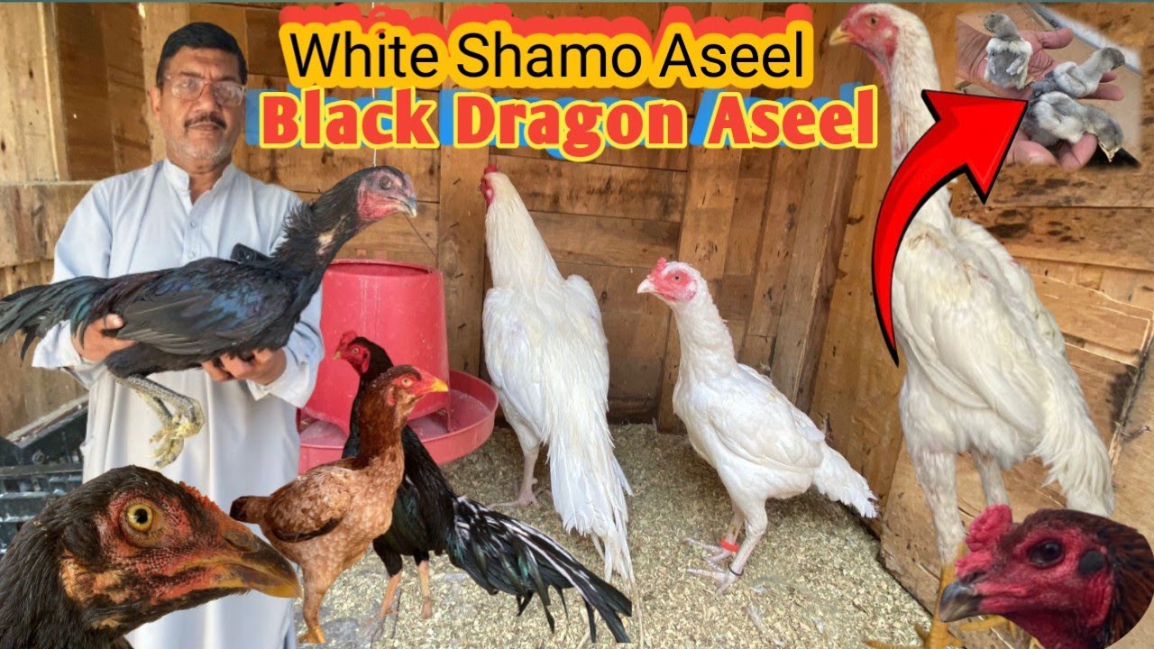 ||PAPER WHITE SHAMO ASEEL||THAI DRAGON ASEEL MURGH|BURMI ASEEL|PAPER WHITE HEERA ASEEL||#heeraaseel 