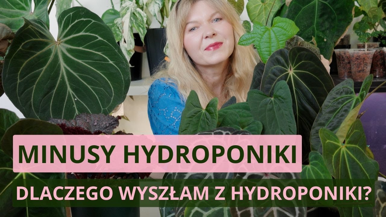 Wady hydroponiki. Dlaczego przestałam uprawiać rośliny w hydroponice?
