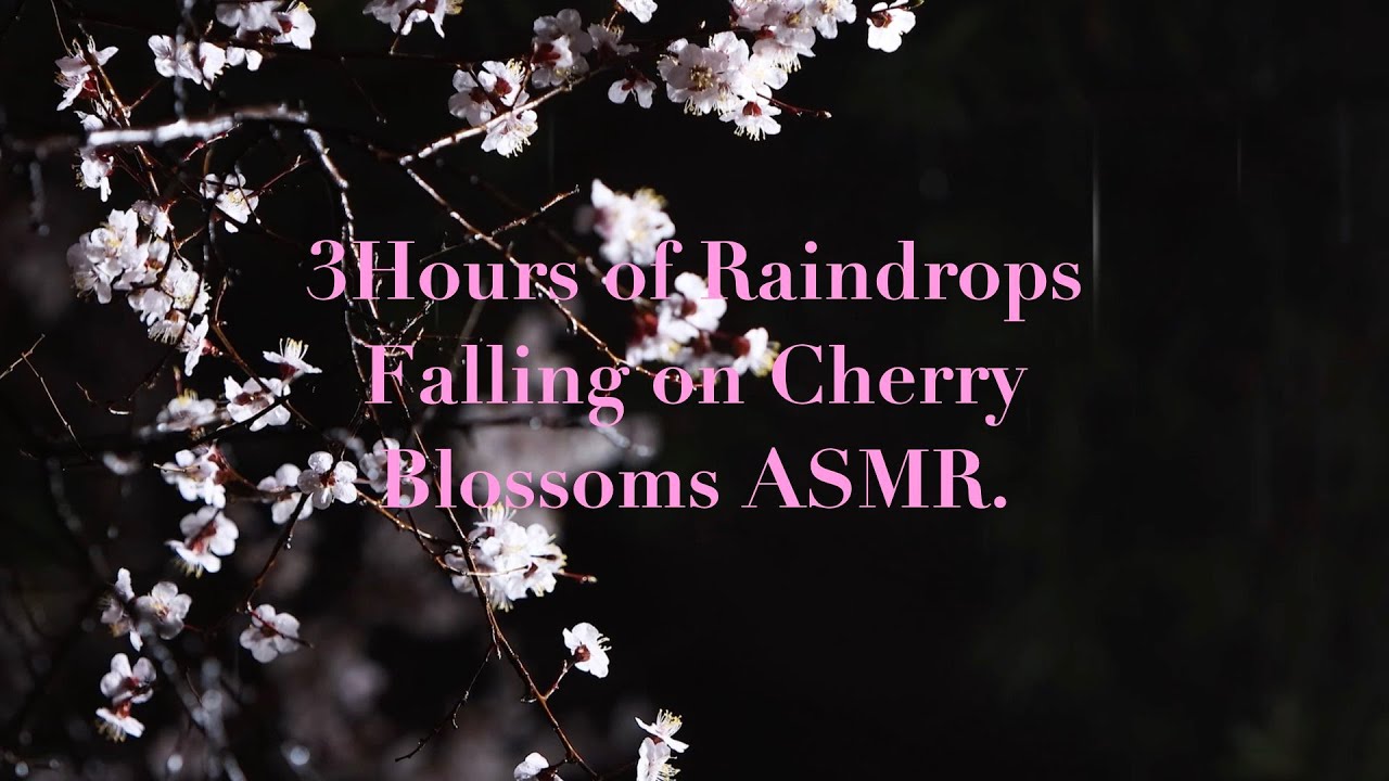 3Hours of Raindrops Falling on Cherry Blossms ASMR.