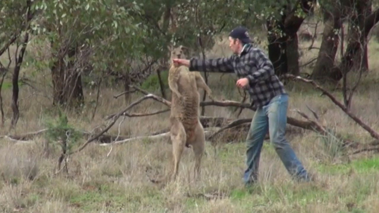 Why The Man Who Punched Kangaroo to Save His Dog Faces Backlash in Australia