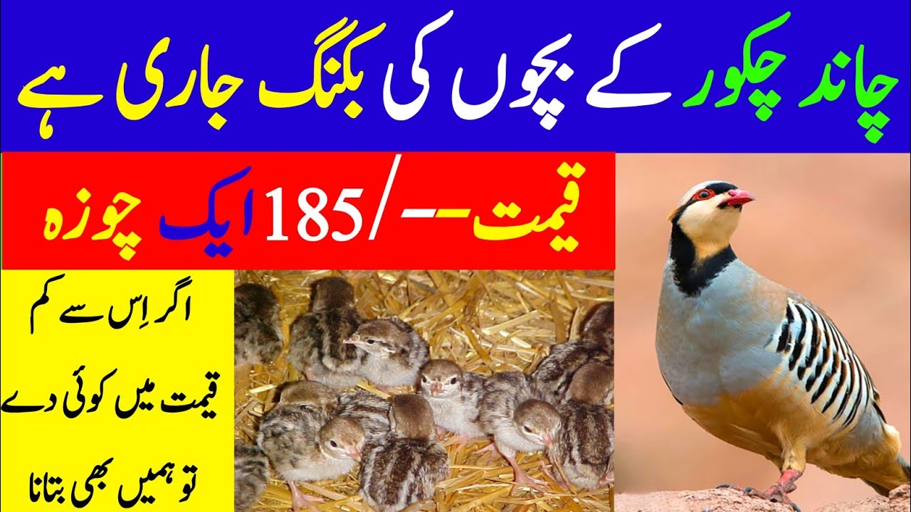 Chakor Chicks || Farming Of Pakistan National Bird Chand Chakor Available In Very Low Price 185/-Per