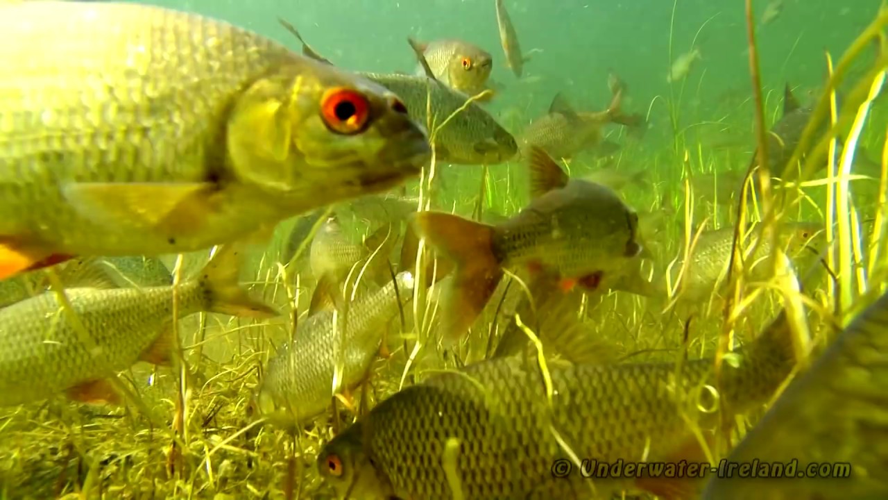 Fishing: Home-made ground-bait worked well. Прикормка домашнего изготовления сработала.