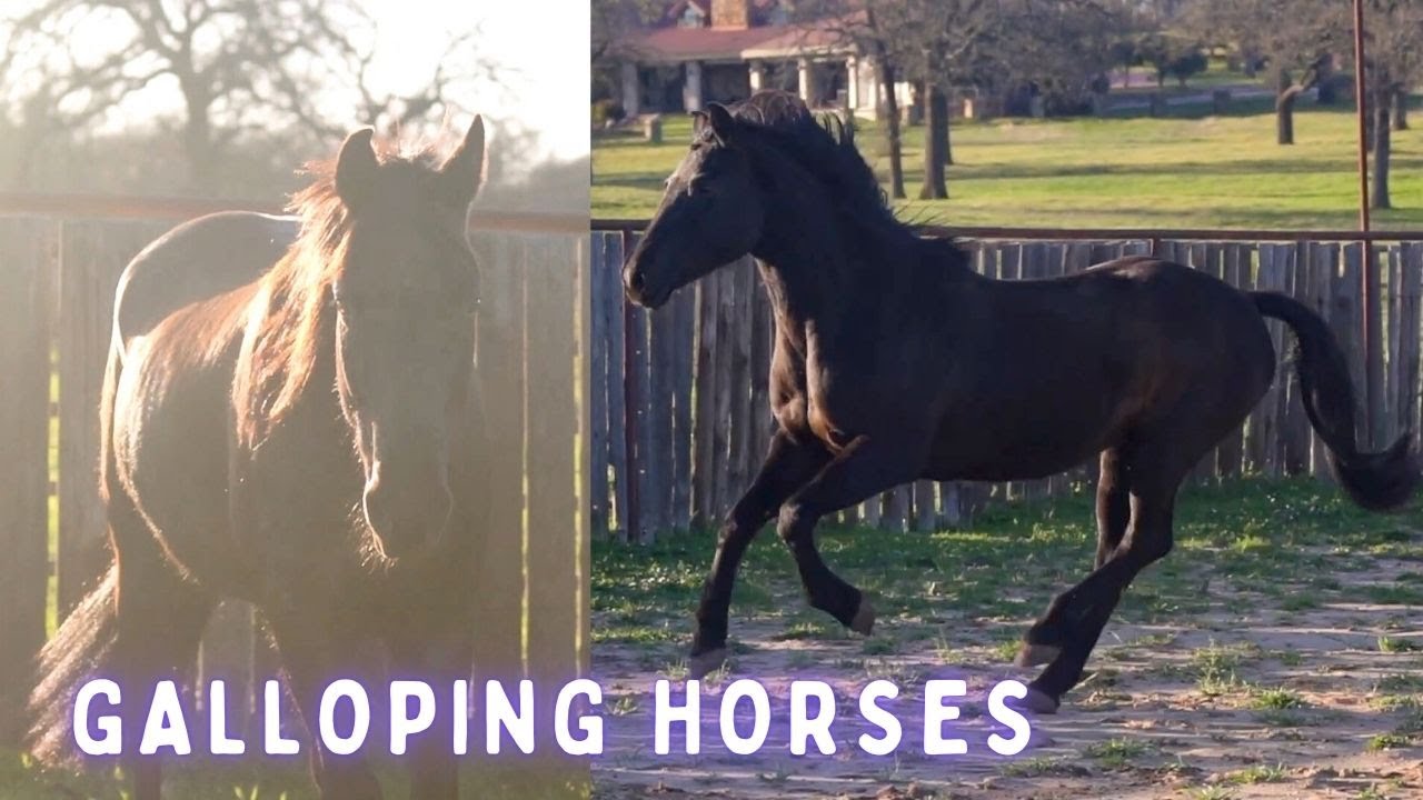 Galloping Horses🐴 Ella in slow motion🐎 Julia rides Ruby