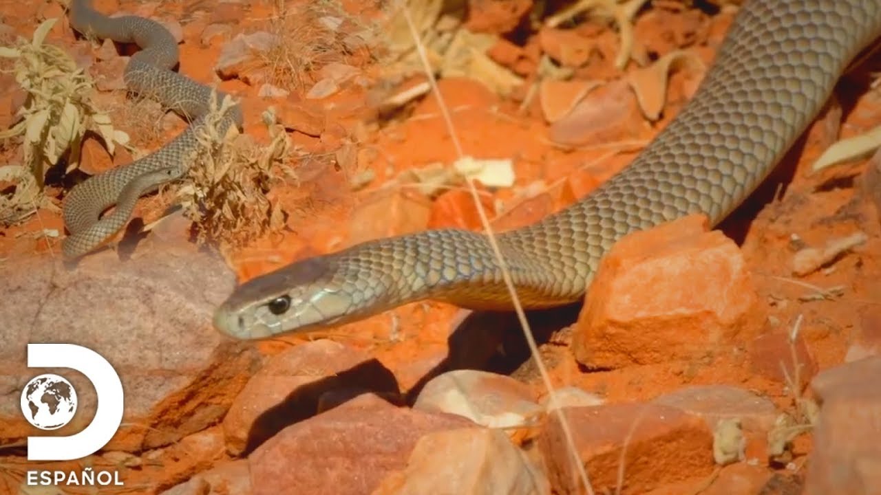 La serpiente m&aacute;s temida de Australia | Wild Frank | Discovery en Espa&ntilde;ol