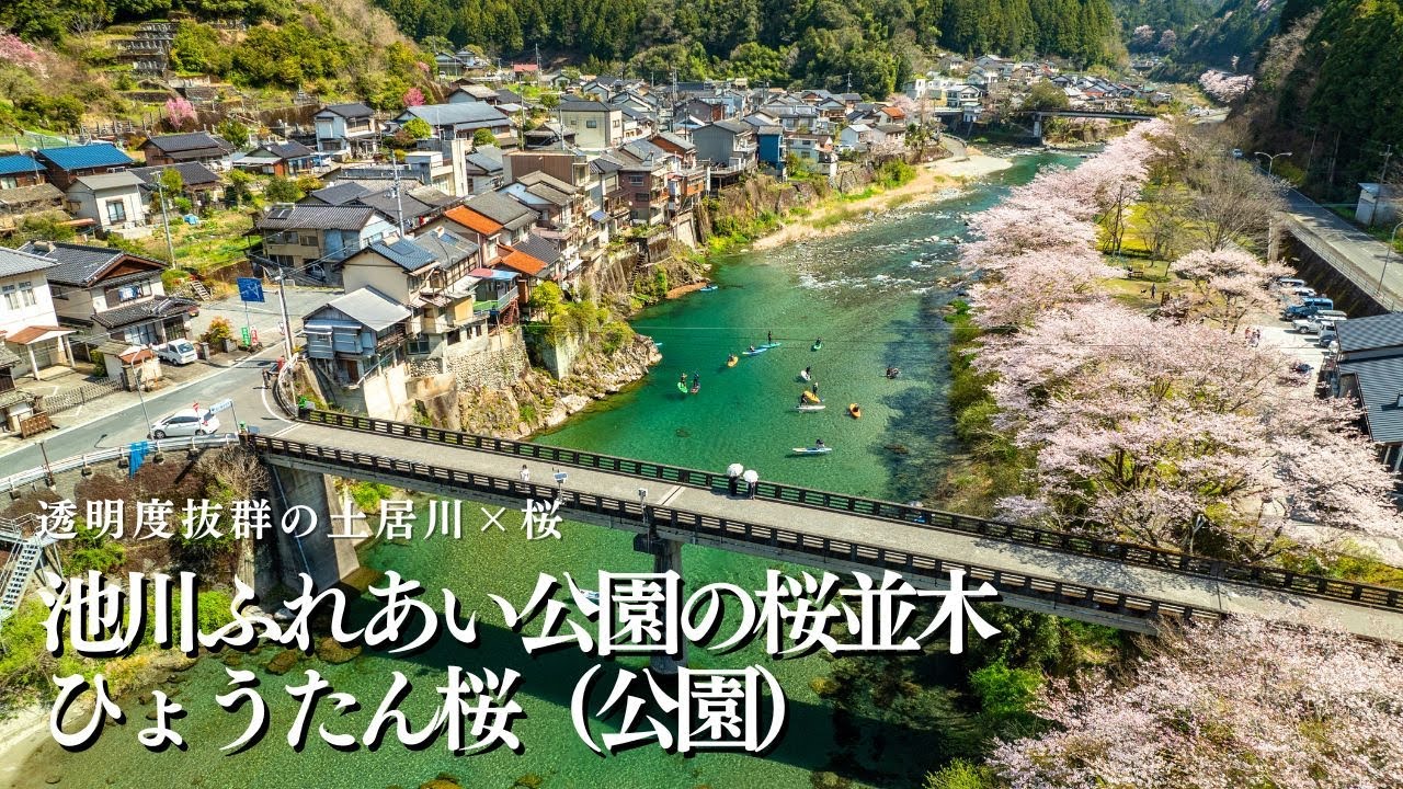 池川ふれあい公園の桜並木とひょうたん桜をドローンで空撮【高知県 仁淀川町】