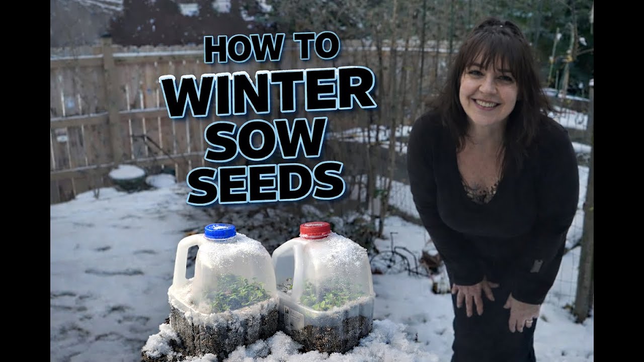 How To Winter Sow Seeds / A Complete Tutorial / No Greenhouse Needed #wintersowing #wintergarden