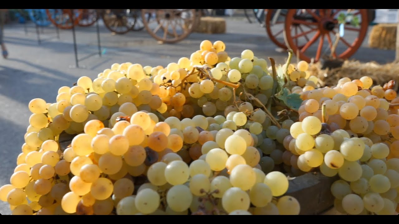 94° Festa dell'Uva e dei Vini - Velletri 2025