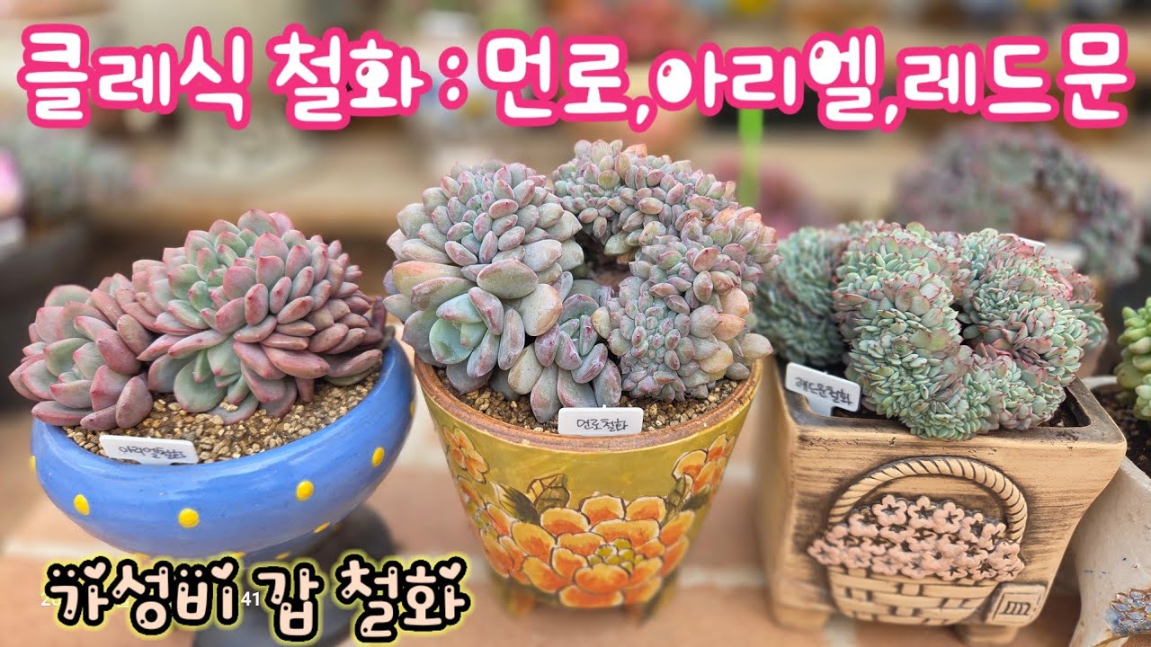클래식 철화💕가성비 갑 철화들 식재해요💕먼로철화, 아리엘철화, 샹그릴라철화 #다육이 '#다육식물 #succulent 