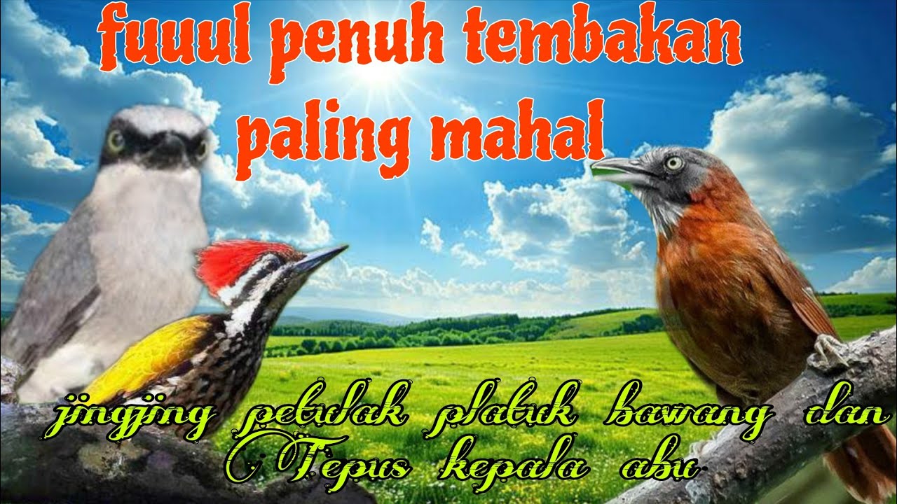 Tembakan mahal paling efektif 🔥🔥 jingjing petulak platuk bawang dan Tepus kepala abu