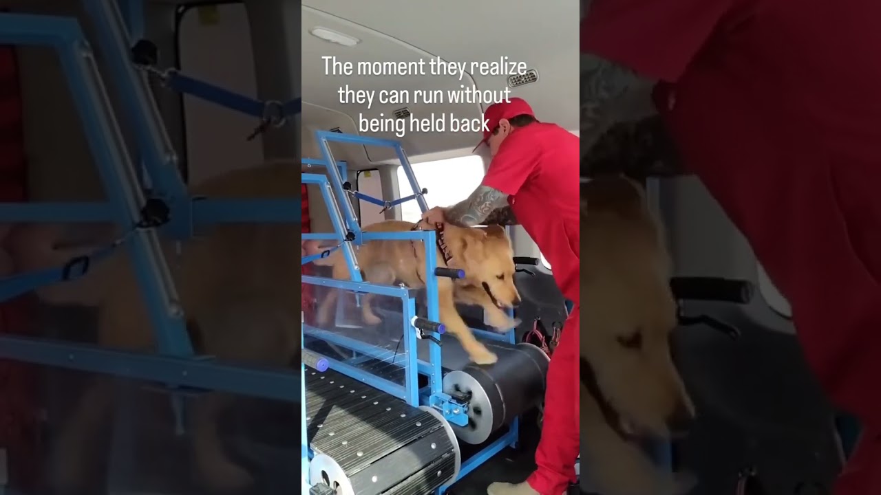 The moment they realise they can run without being held back @rundawg 🐾🚀  #k9training #dogtreadmill