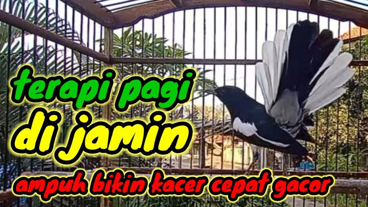 terapi pagi dijamin ampuh bikin kacer bahan cepat bunyi dan gacor bikin nyaut semua jenis kacer