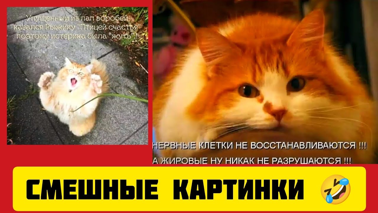 НЕРВНЫЕ КЛЕТКИ НЕ ВОССТАНАВЛИВАЮТСЯ⚗️ !!!А ЖИРОВЫЕ НУ НИКАК НЕ РАЗРУШАЮТСЯ 🐱!!!смешные картинки 🤣