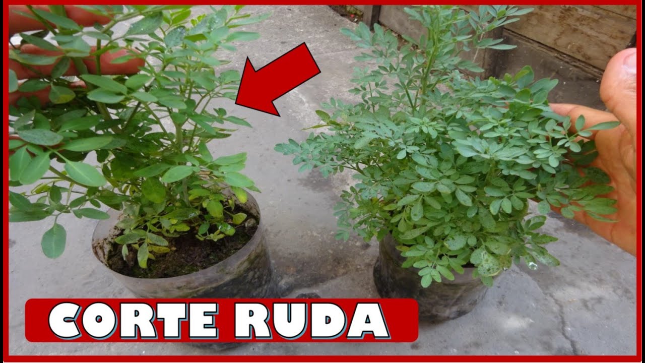 COMO COSECHAR - CORTAR Y CUIDAR PLANTAS DE RUDA