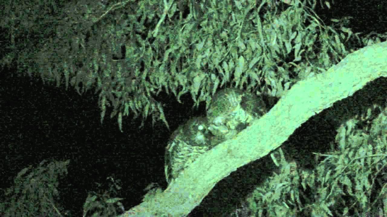 Powerful owls feeding.