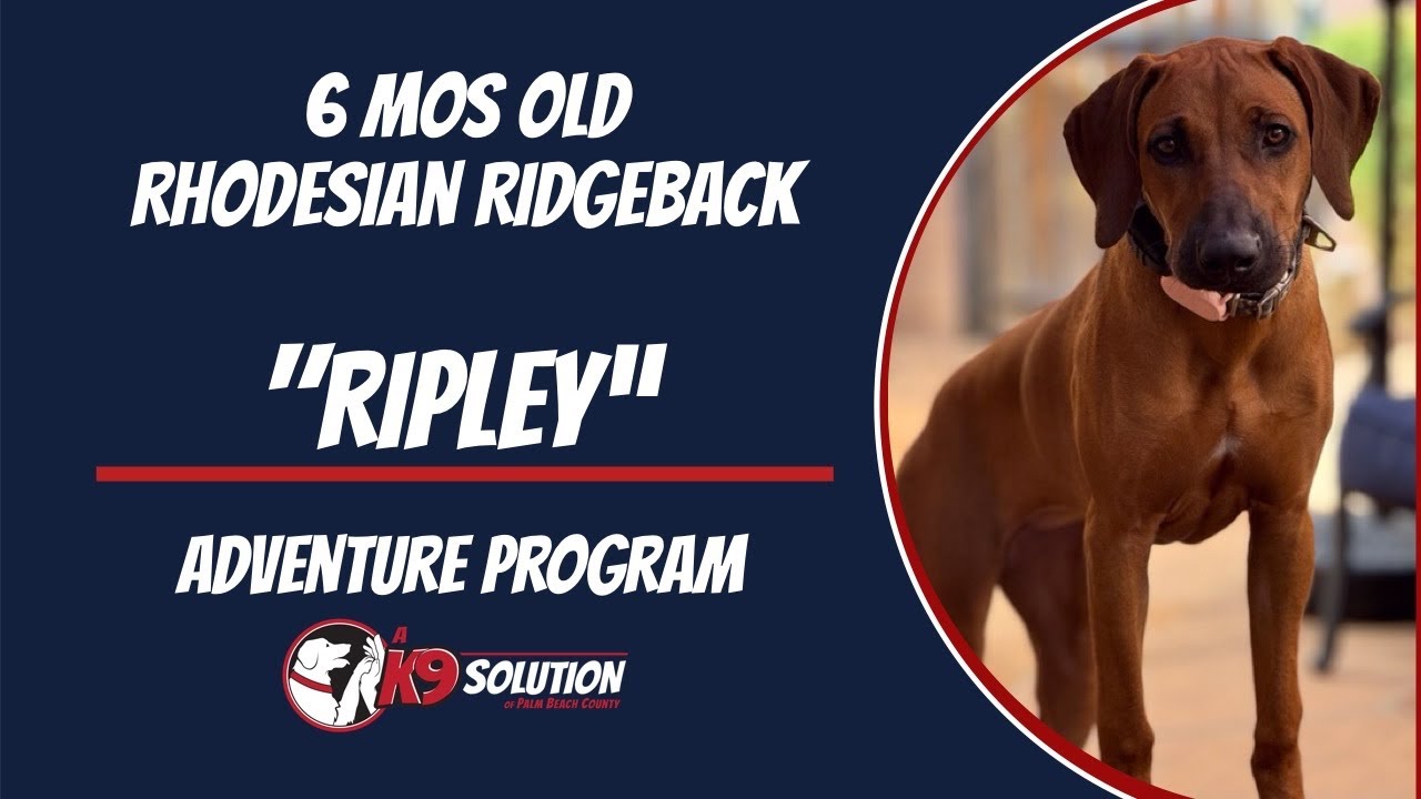🐶Dog Trainers/Training South Florida & Arizona / 6 Mos old Rhodesian Ridgeback  'RIPLEY' 🦮