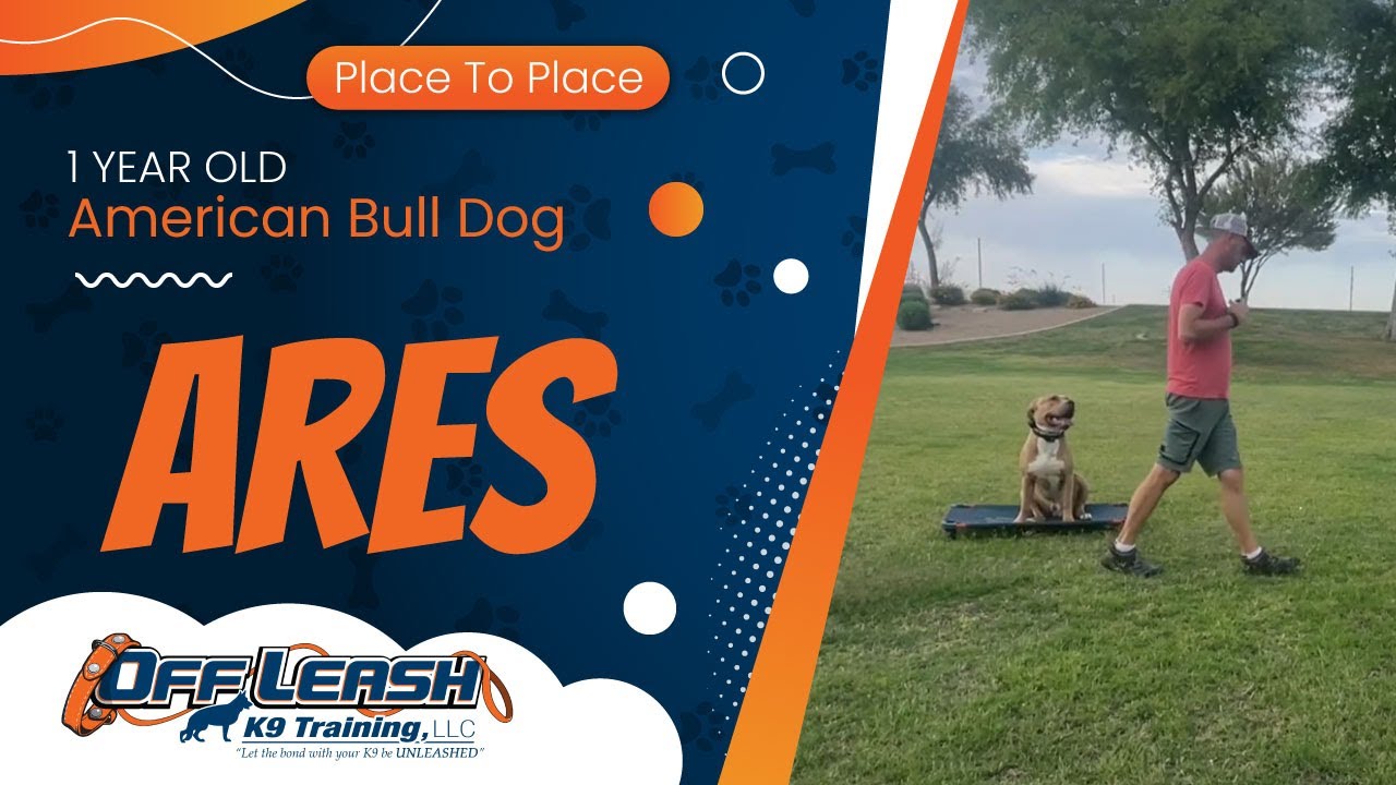 Ares ~ 1yo American Bull Dog ~ Best American Bull Dog Trainers ~ Off Leash K9 Training Phoenix