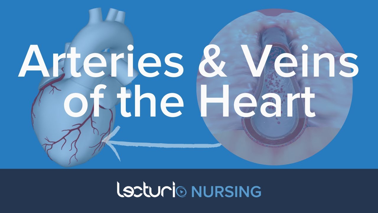Arteries and Veins of the Heart | Cardiac Anatomy | NCLEX Prep