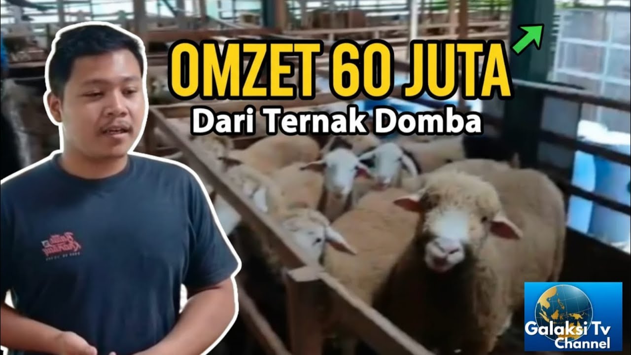 Omzet 60 Juta per Bulan dari Ternak Domba