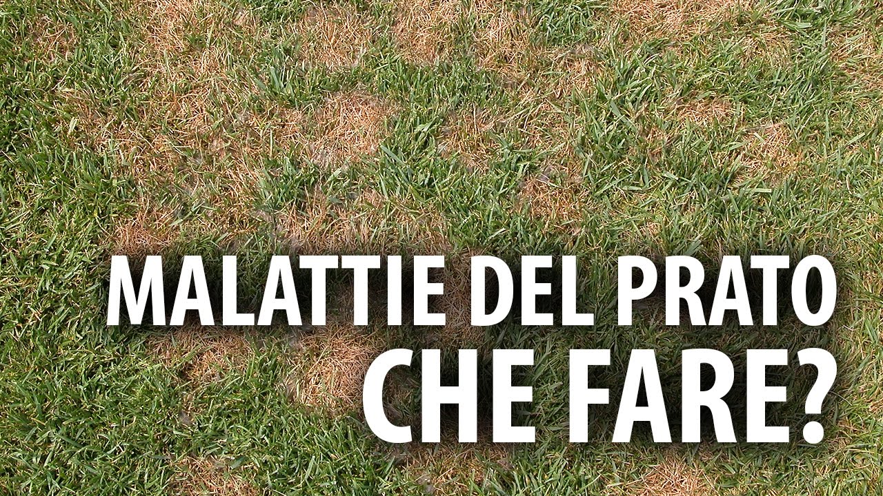 Malattie del prato. Cosa fare?