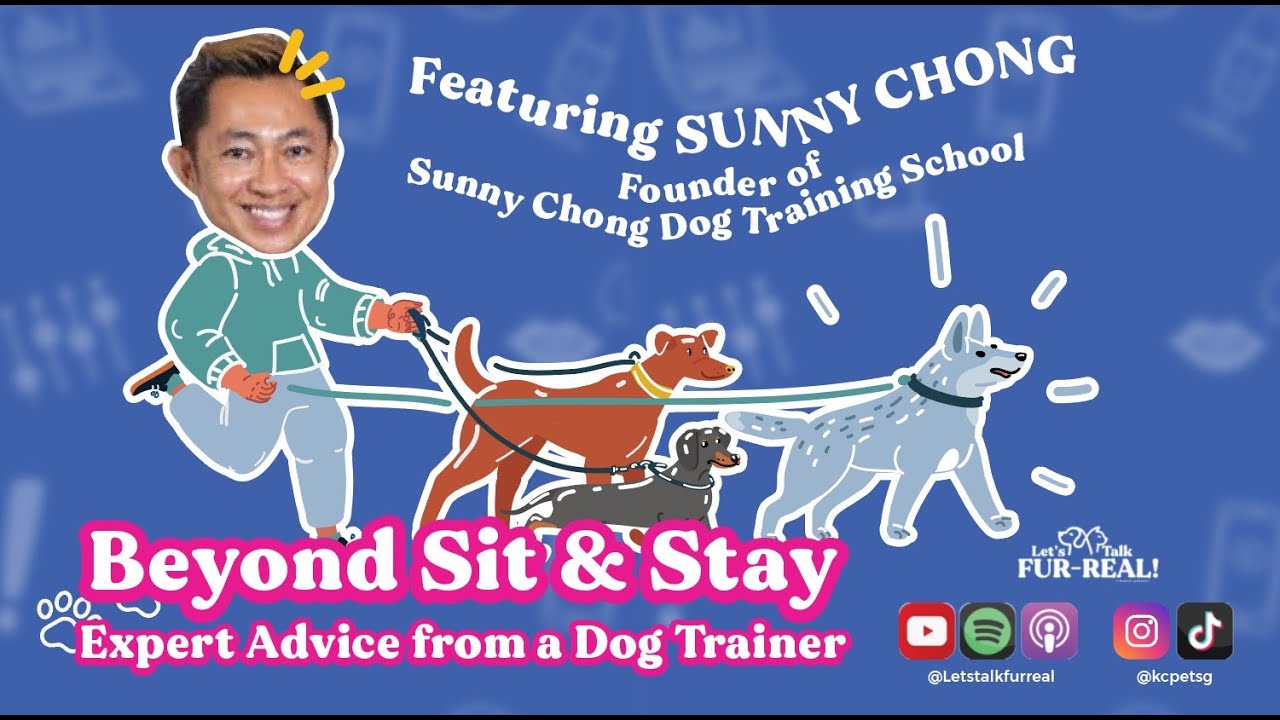 Beyond Sit & Stay: Expert Advice from a Dog Trainer Feat Sunny Chong