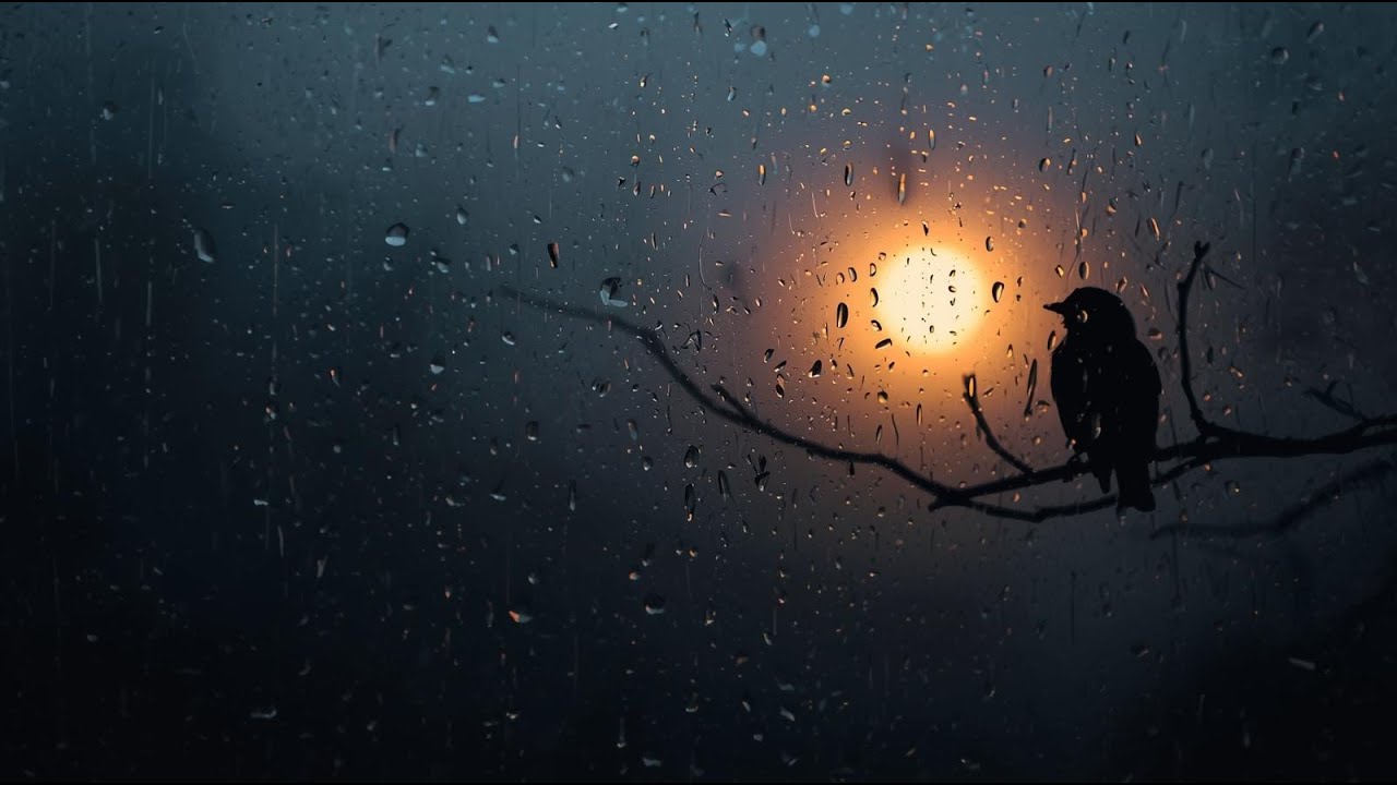 Rain & Bird Sounds 🌧️🕊️ | Calm Ambience for Sleep, Study & Relaxation