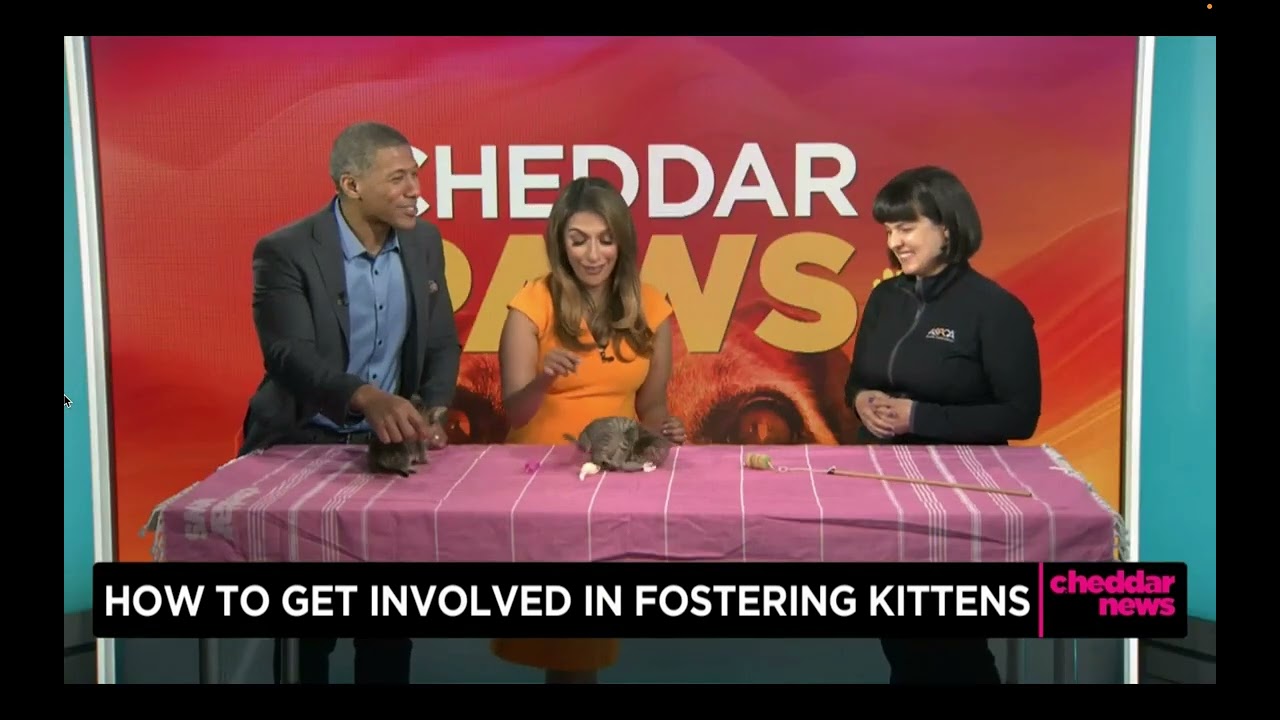 Gemma with Kittens on Cheddar News