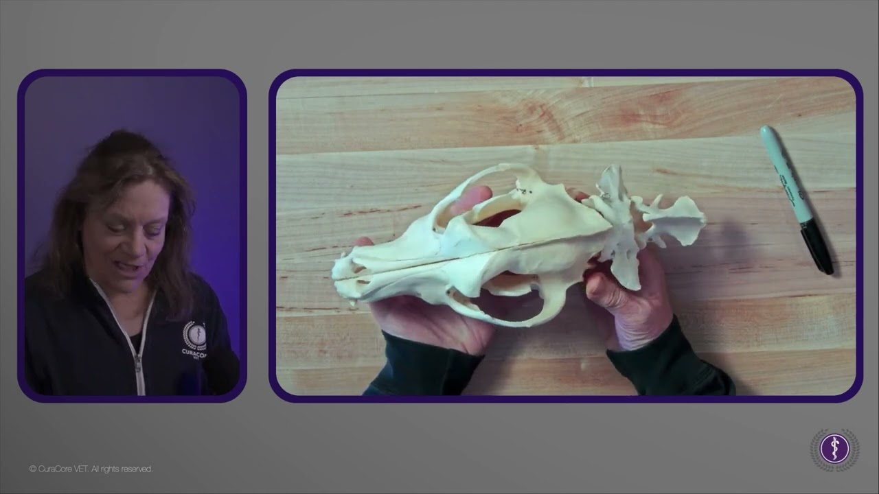 Craniosacral Therapy for Dogs?  Where's the Anatomic Justification?