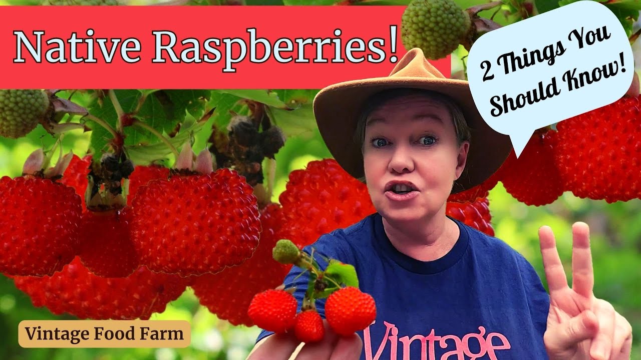 Grow Native Raspberries!!! 🤠🍓🍓🍓