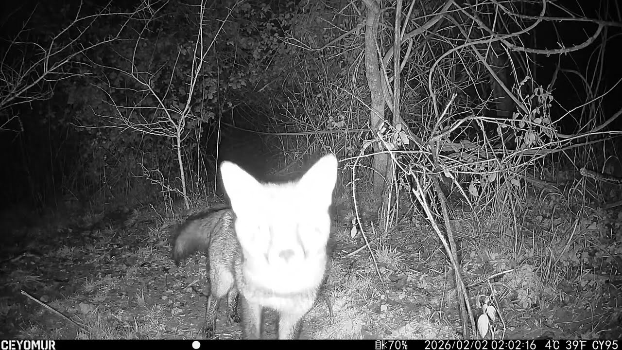Yard Cam 2 - 2 Feb 2026