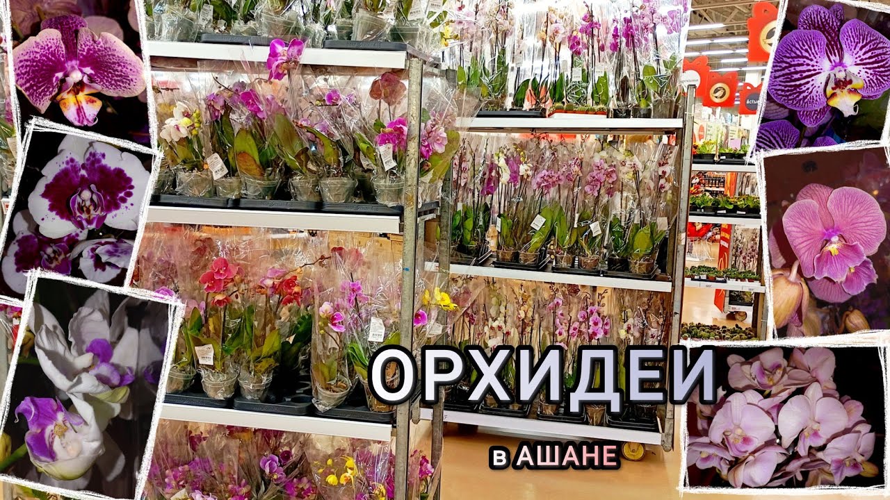 Орхидеи в Ашане🐤! Что привезли к празднику и что купила?🙈 #обзор #орхидеи #фаленопсис #цветы #orchid