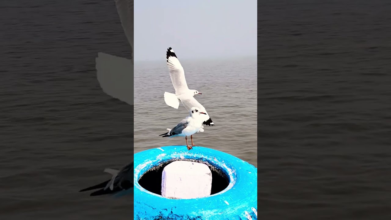 #Seagull riding on the boat ⛵ on #mumbai shores 