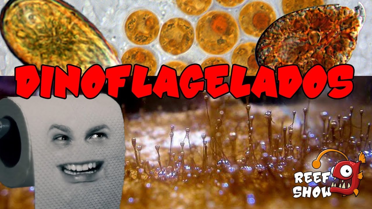 Reef Show #39 - Dinoflagelados - Parte 1