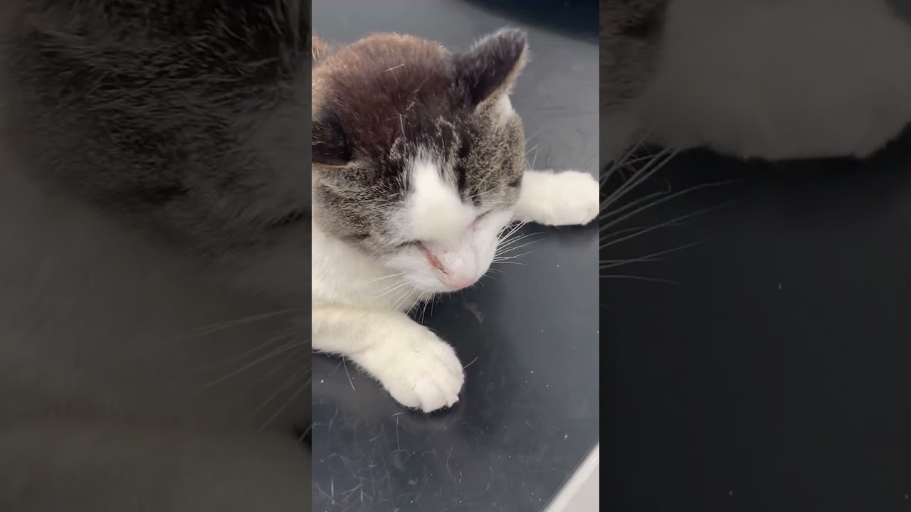 Kitty been in Vet for check up bad eye. Very well behaved my old friend is.❤️🥰🙏